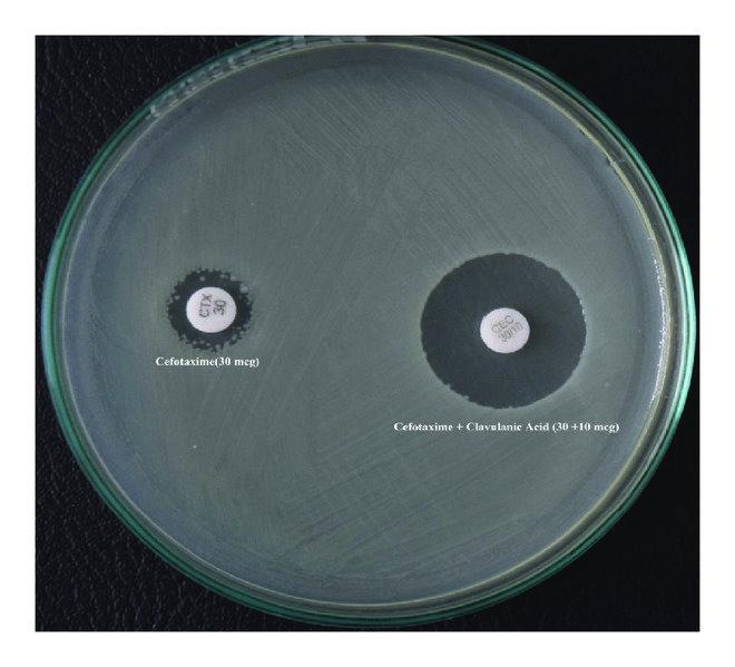 Cefotaxime/Clavulanic Acid 30/10 µg ESBL Detection Disc - View 1