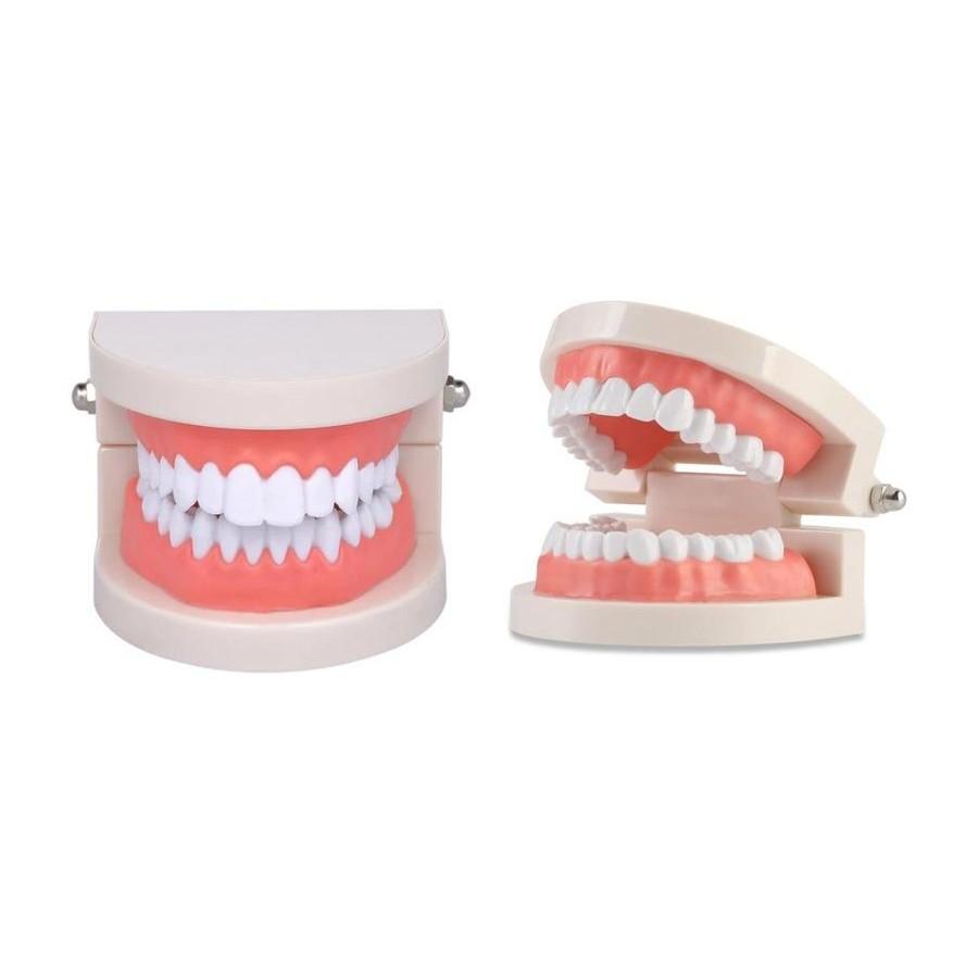 Dental Mouth Model – Teeth & Oral Hygiene Demonstration Model - View 1