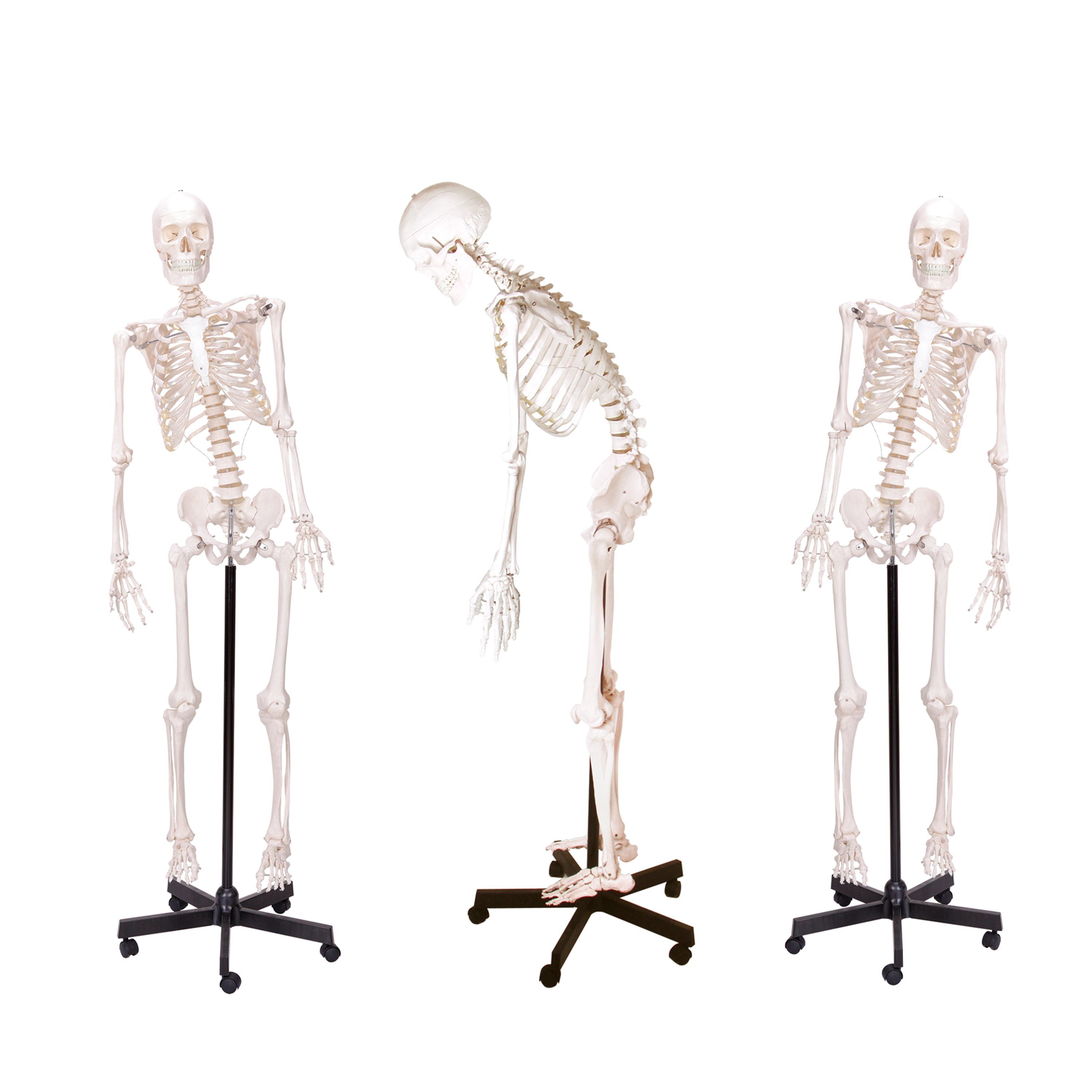 LM1001 Life-Size Human Skeleton Anatomical Model - View 1