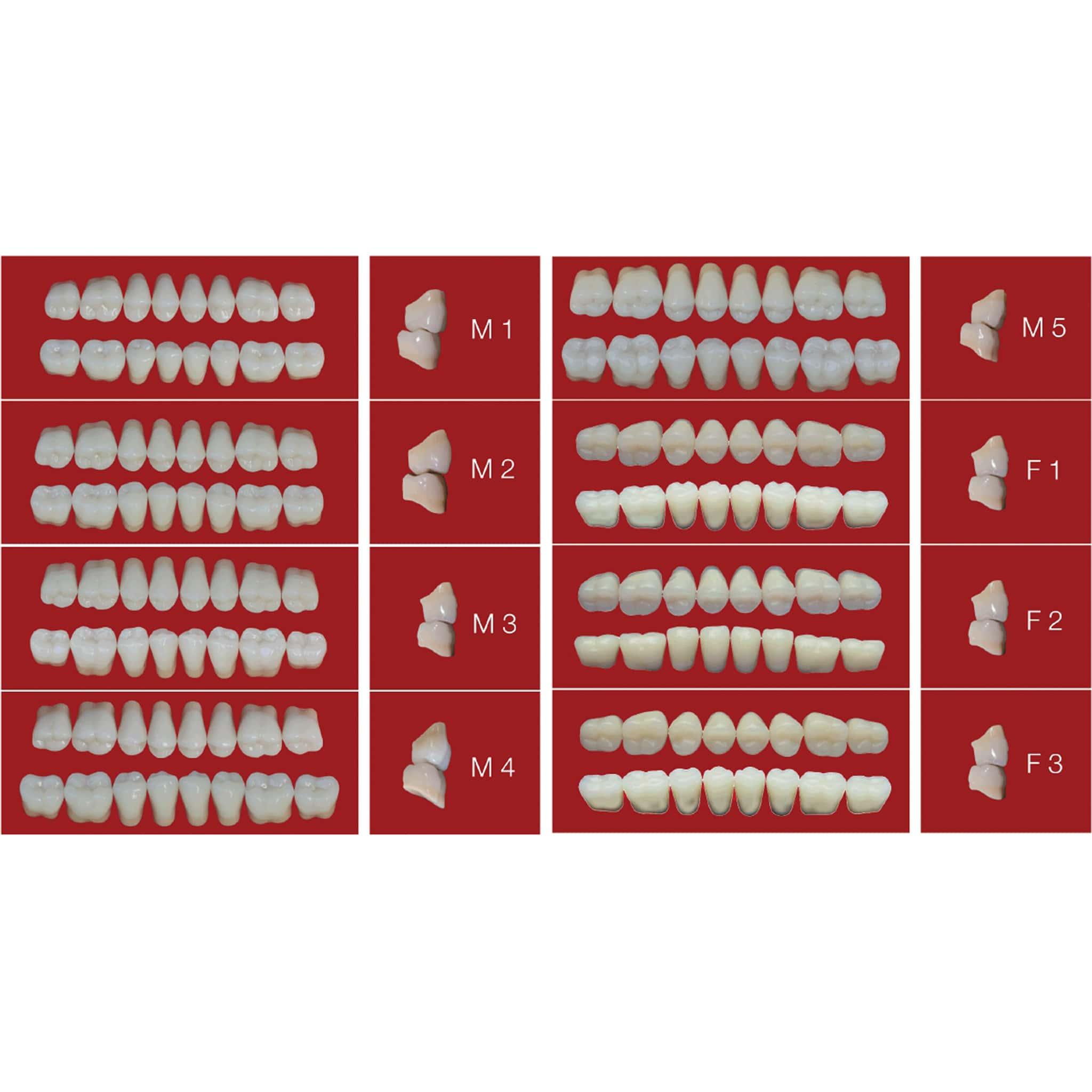 Stock Teeth B3 – Upper & Lower Anterior and Posterior Denture Teeth